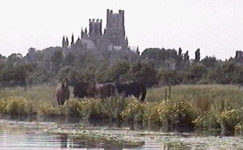 ely1.gif (47331 bytes)