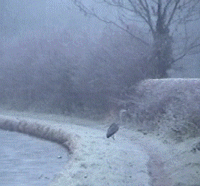 heron.gif (26569 bytes)