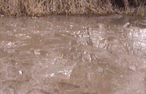 iced1.gif (47334 bytes)