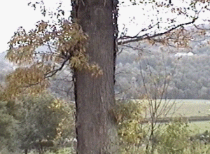 llan10.gif (57936 bytes)