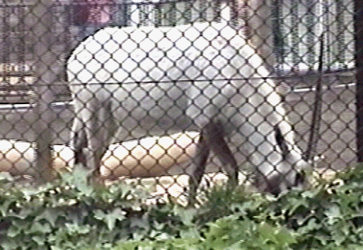 okapi.gif (151395 bytes)