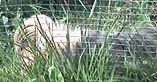 spike.gif (54331 bytes)